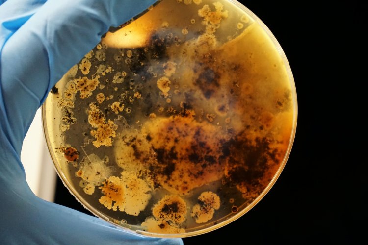Российские учёные изучат болезни людей через паразитов тритонов