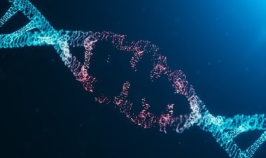 Как лишние хромосомы влияют на 3D-структуру генома