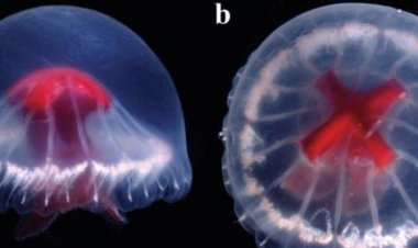 Новый вид медуз описан в Японии