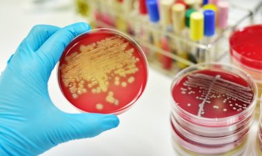 Устойчивость патогенных грибов к антибиотикам растет с невероятной скоростью, предупреждают ученые