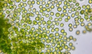 Ученые МГИ разработали метод автоматического определения ареала цветения цианобактерий