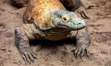 Найдена разгадка аномально быстрого роста зубов комодского варана