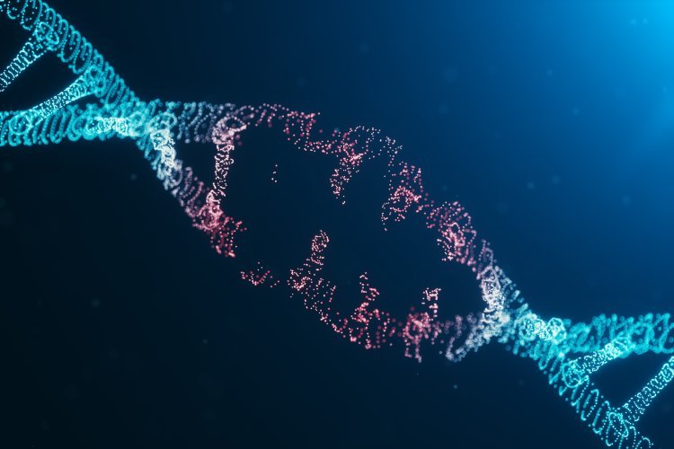 Как лишние хромосомы влияют на 3D-структуру генома