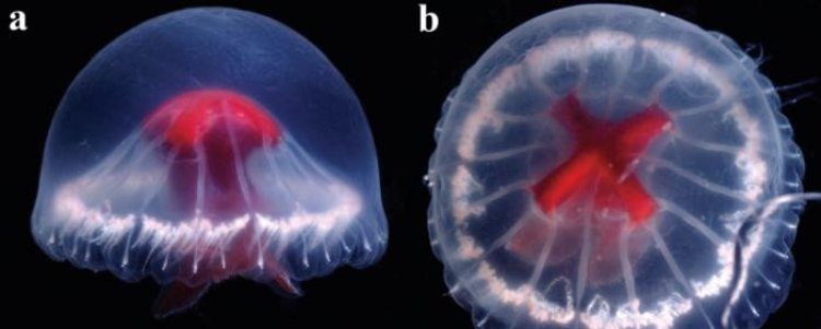 Новый вид медуз описан в Японии