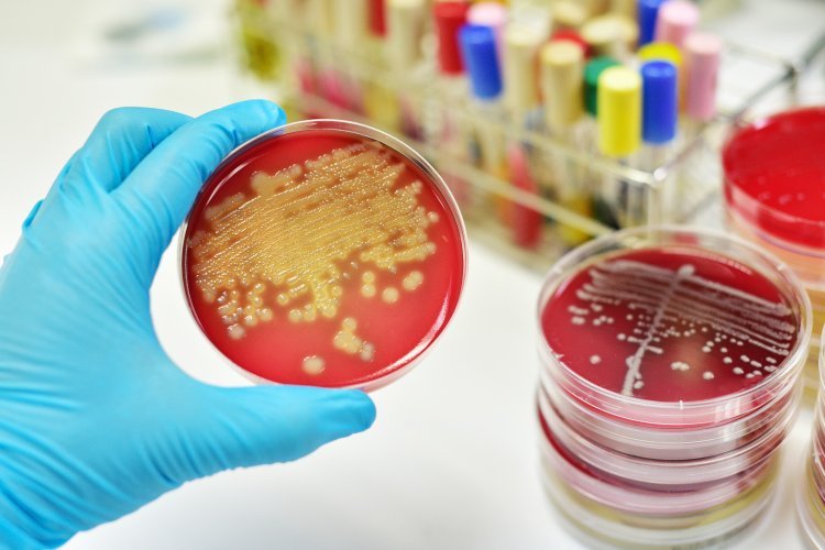 Устойчивость патогенных грибов к антибиотикам растет с невероятной скоростью, предупреждают ученые
