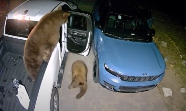Медведи без труда открыли двери двух припаркованных автомобилей