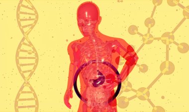 Создан пластырь, который может лечить и предотвращать заболевания печени