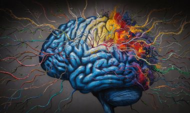 У вашего мозга нашли механизм регенерации нервных клеток