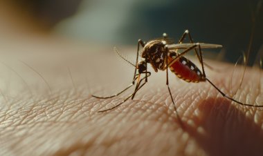 Эксперт рассказал, куда прячутся комары с наступлением холодов