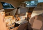 Rolls-Royce представил особенный Spectre, вдохновившись историей любви к собаке
