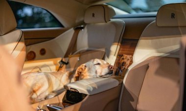 Rolls-Royce представил особенный Spectre, вдохновившись историей любви к собаке